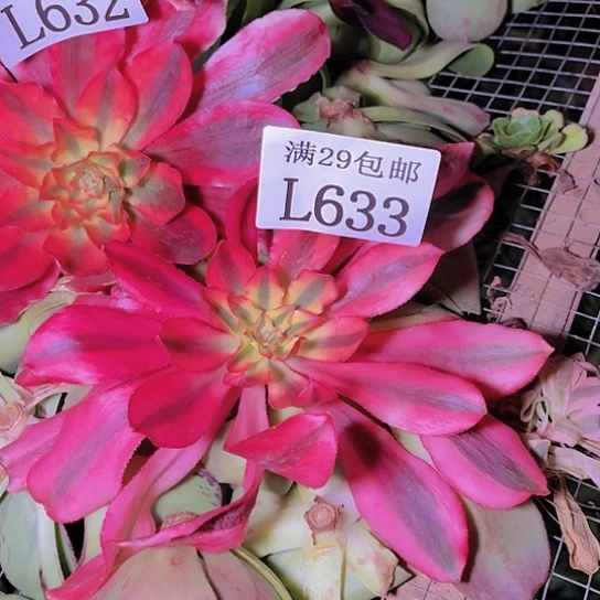 633魅影无根多肉植物