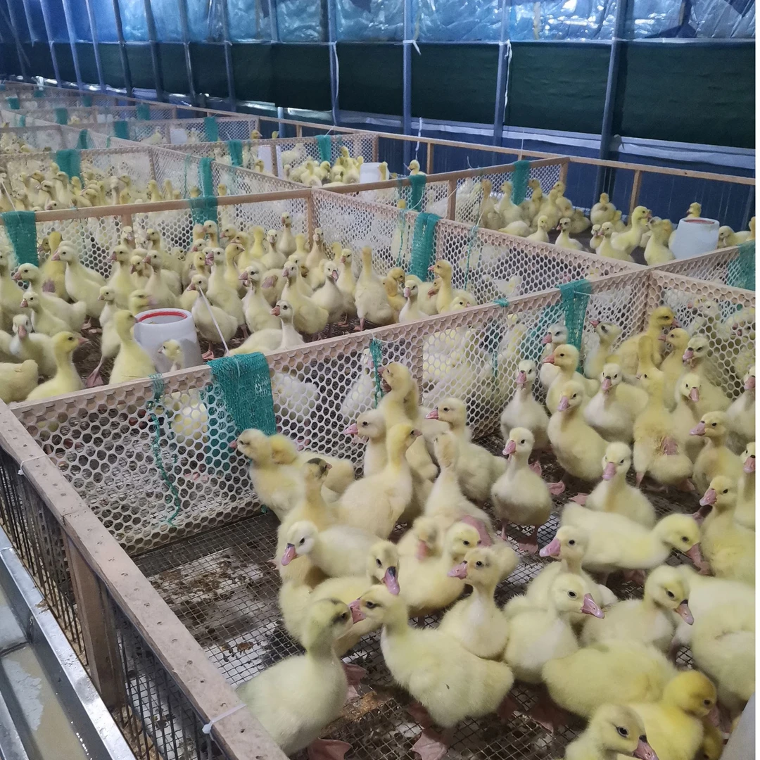 【顺丰包邮】8两到1斤四季白鹅三花宠物鹅公母可选适合新手养殖