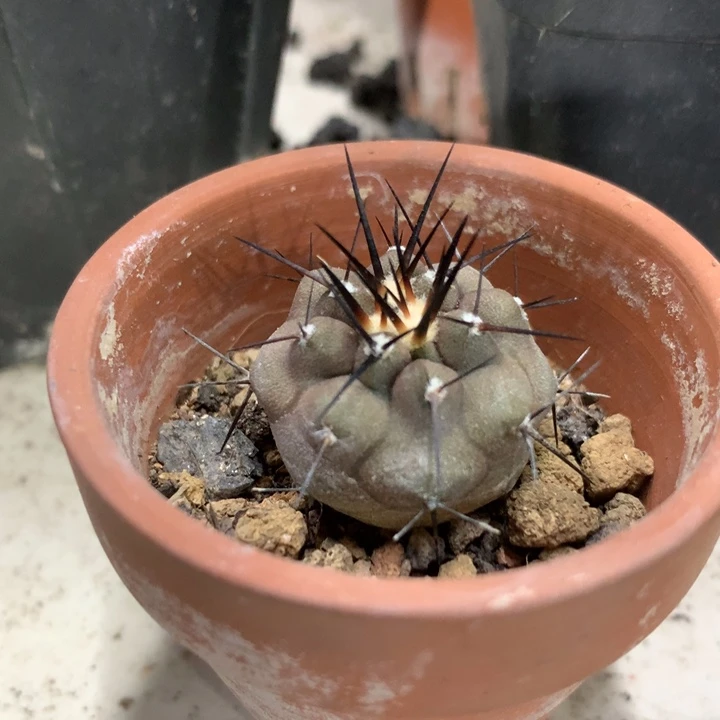 【闪购商品】金****?开播福利实生实生实生