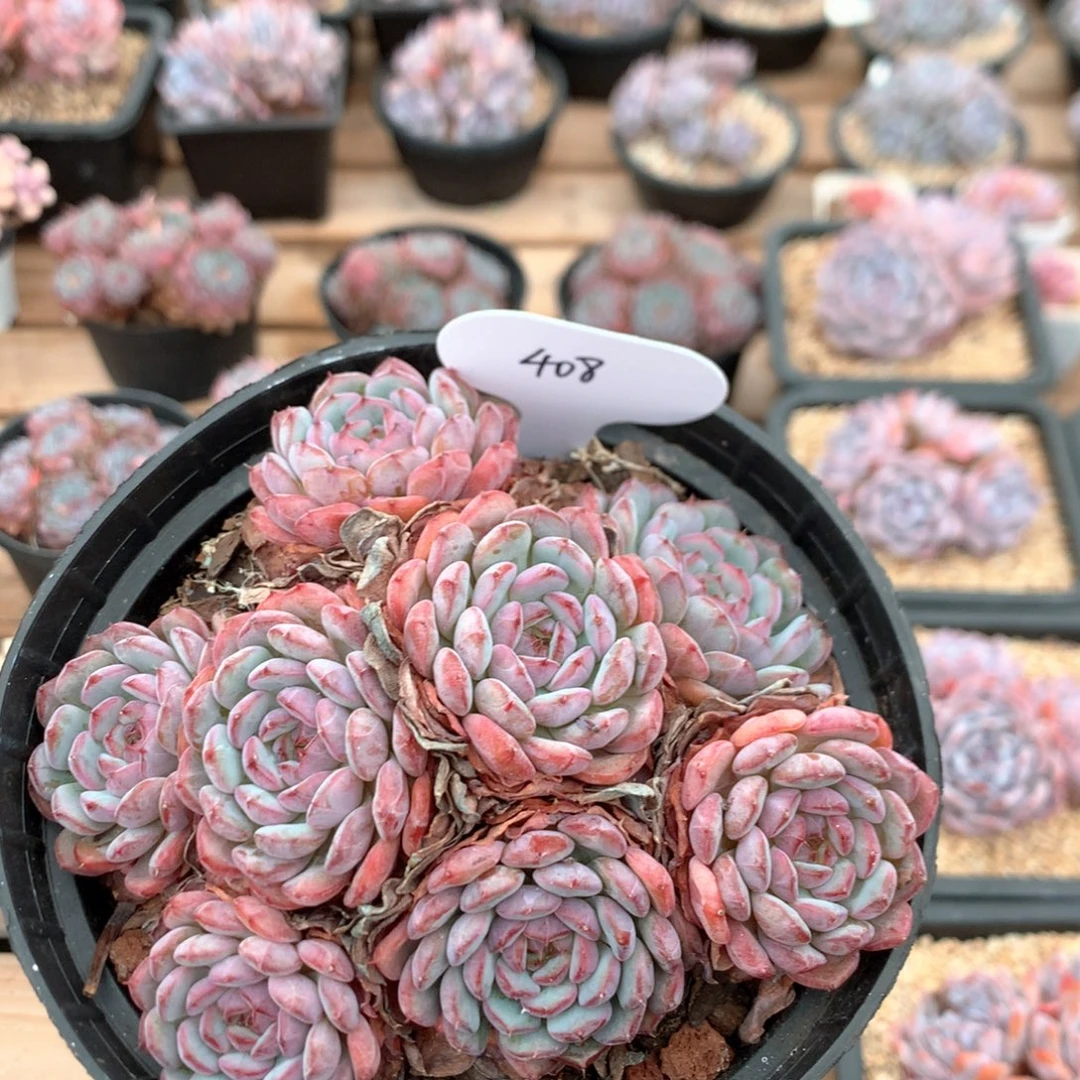 14厘米有砍八头白胖子 408