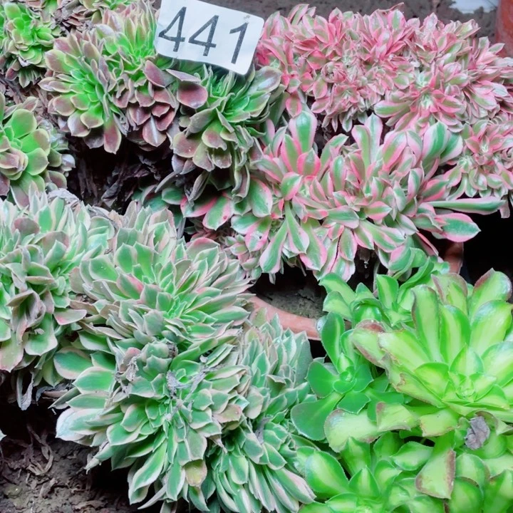 多肉植物组合441