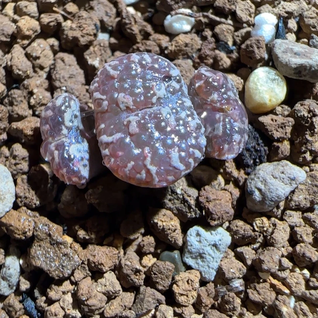 肉锥多肉植物组合-10km泡泡勋490