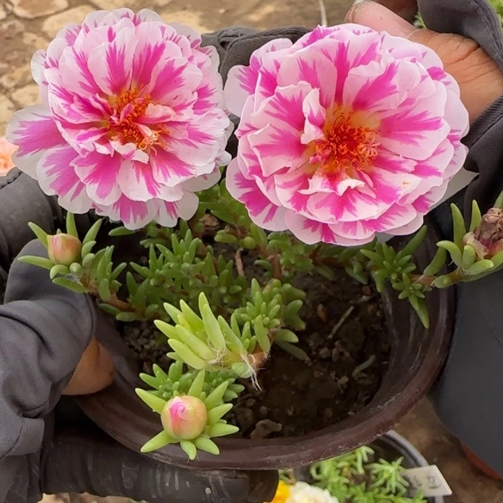 无花朵量拍俏芙蓉超小苗盆口10cm