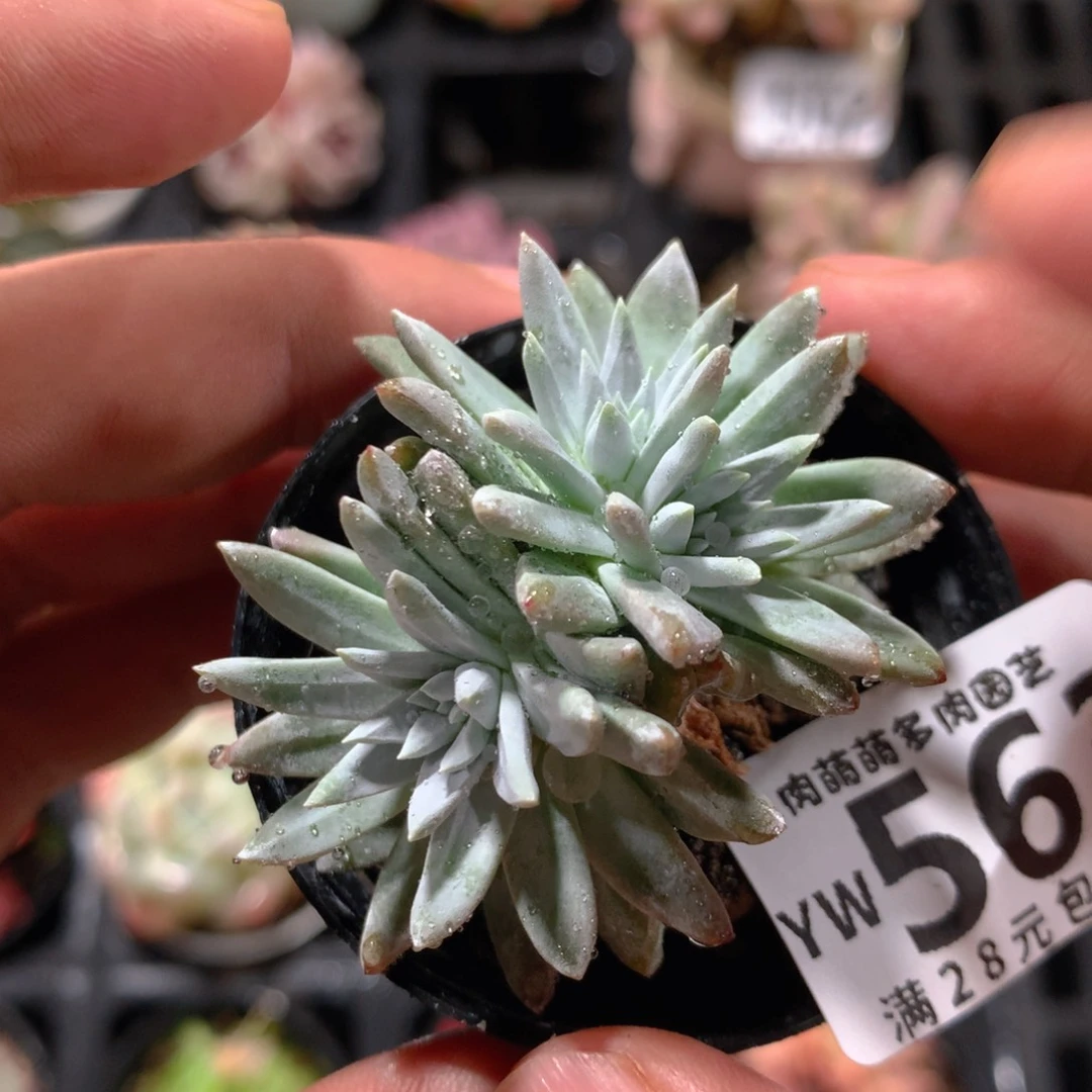 5CM拇指盆精控多肉YW563