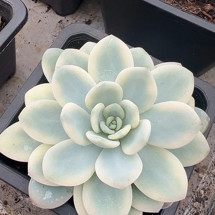 冷香锦多肉植物饭