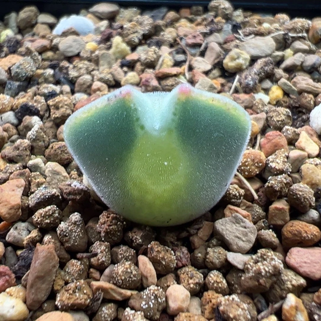 139猫耳空蝉一棵