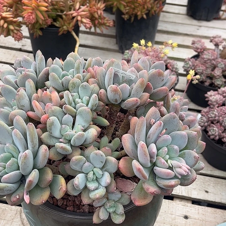 大***零105灰姑凉血凤脱土发货不退不换