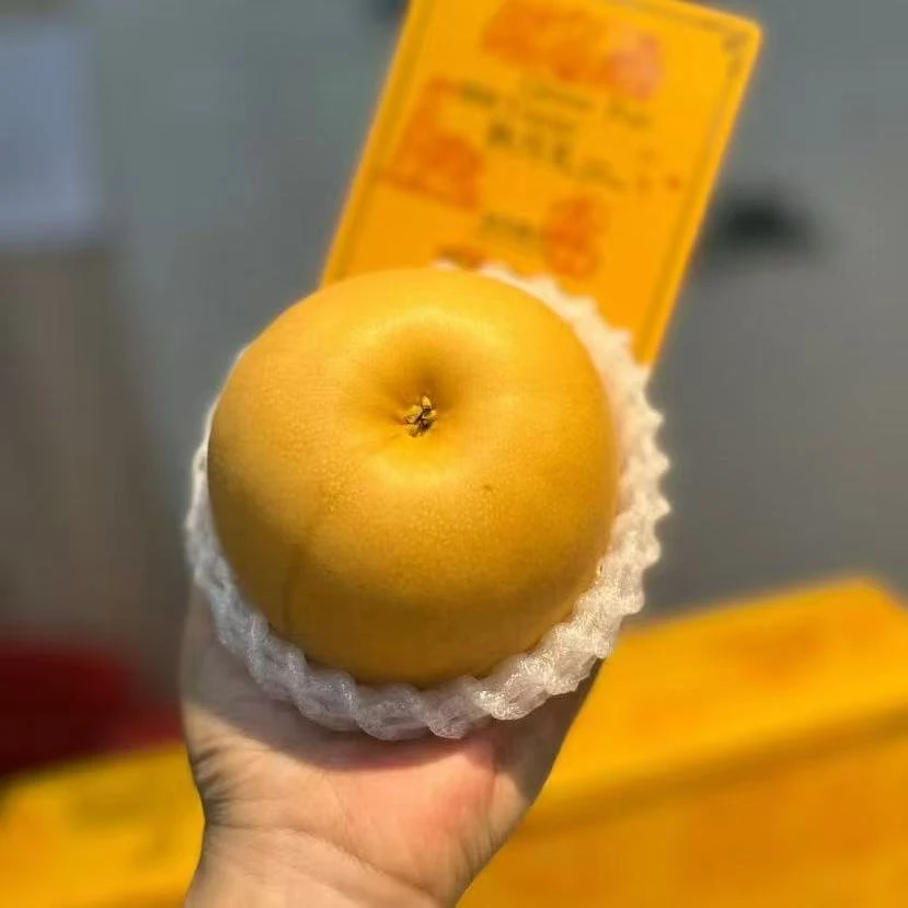 山东莱阳秋月梨一个