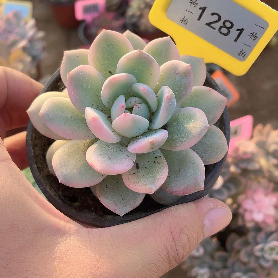 梦露锦1281号多肉