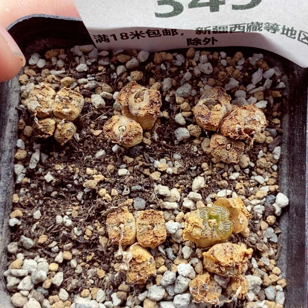 我是一只小小鸟地域345