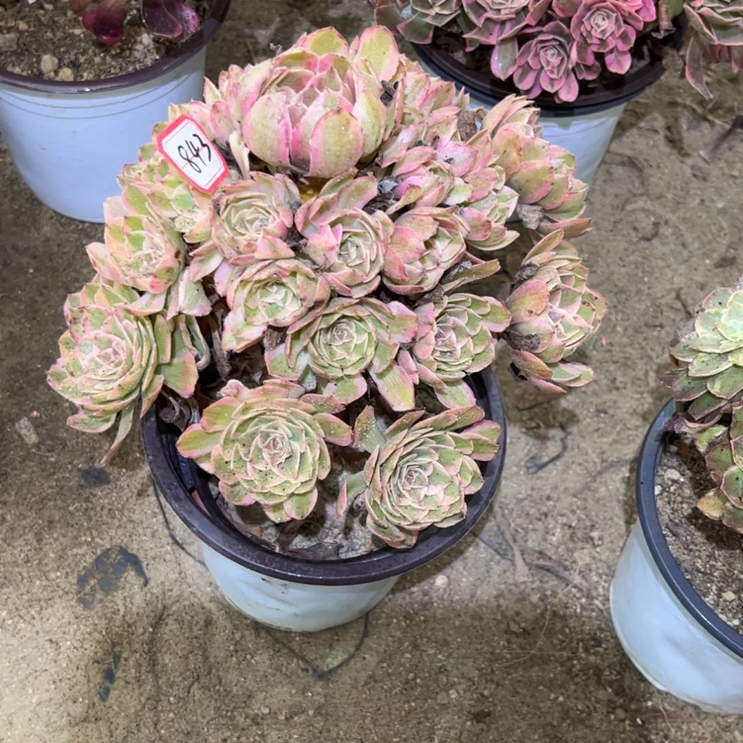 843多肉植物云荷法师