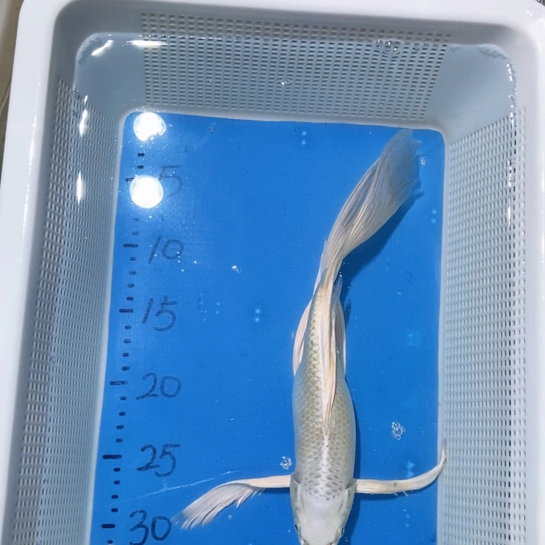 锦鲤锦鲤包邮包售后