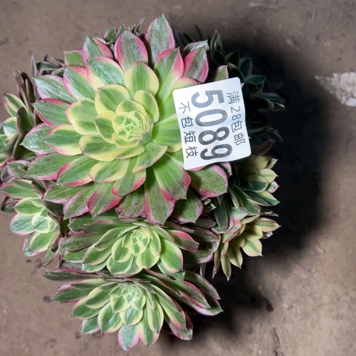 海王多肉植物法师5089
