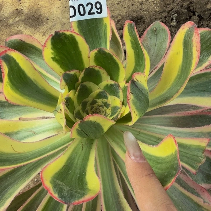 029燕姿锦多肉植物