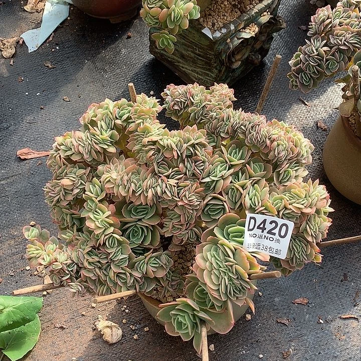 星娜塔缀化 420 基地已转清货处理 玻璃心勿扰