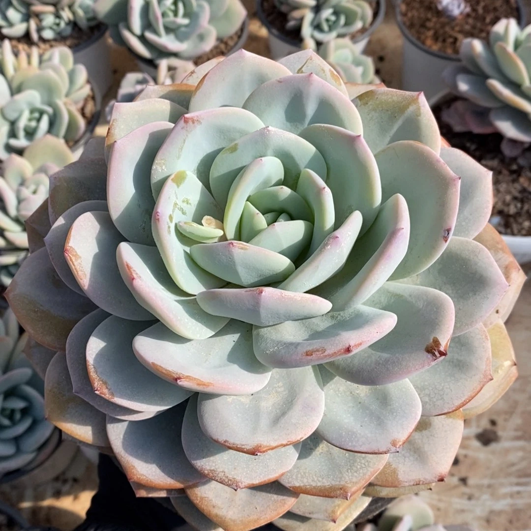 明*奶茶多肉植物