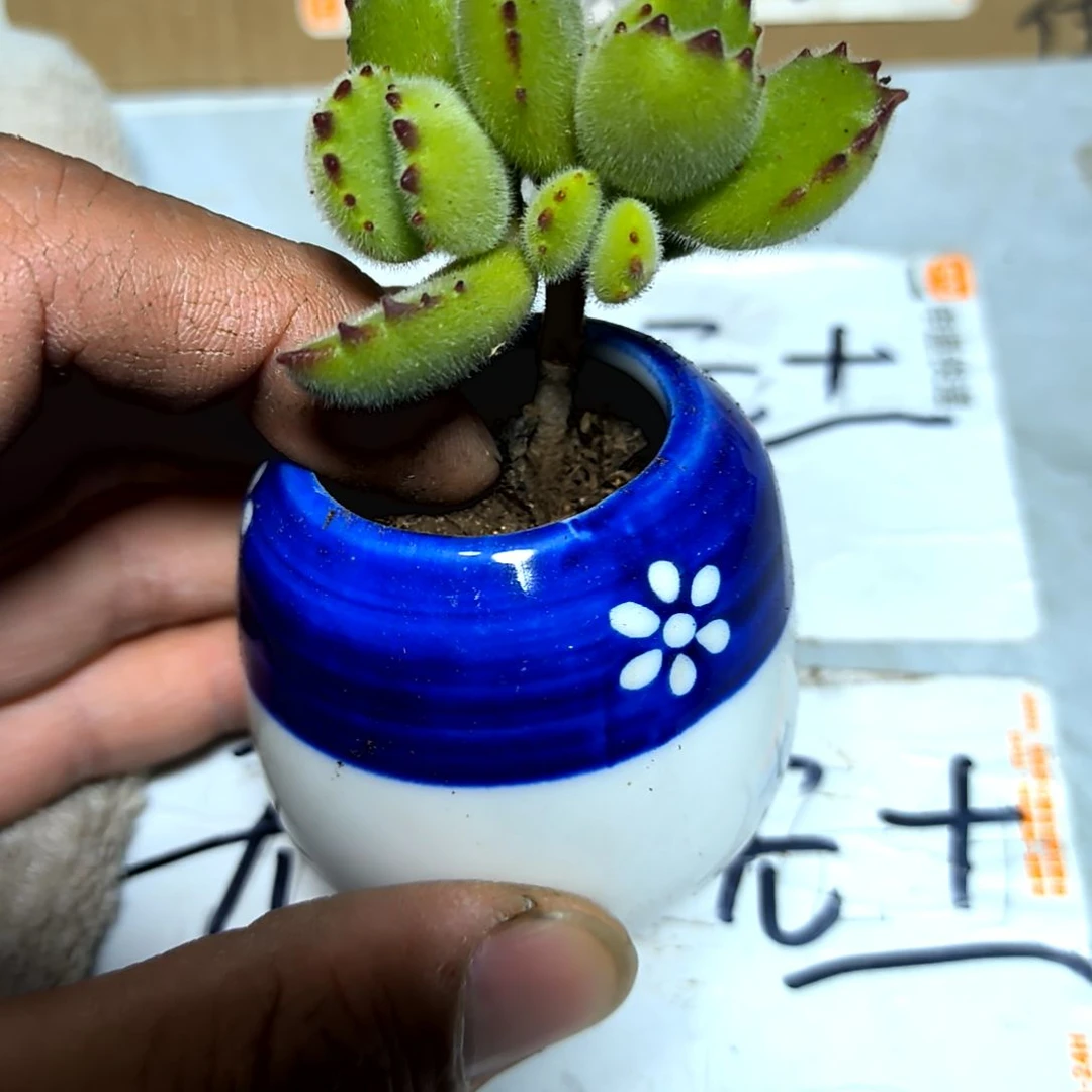 满6元包邮，熊2/4头绝绝子老苗