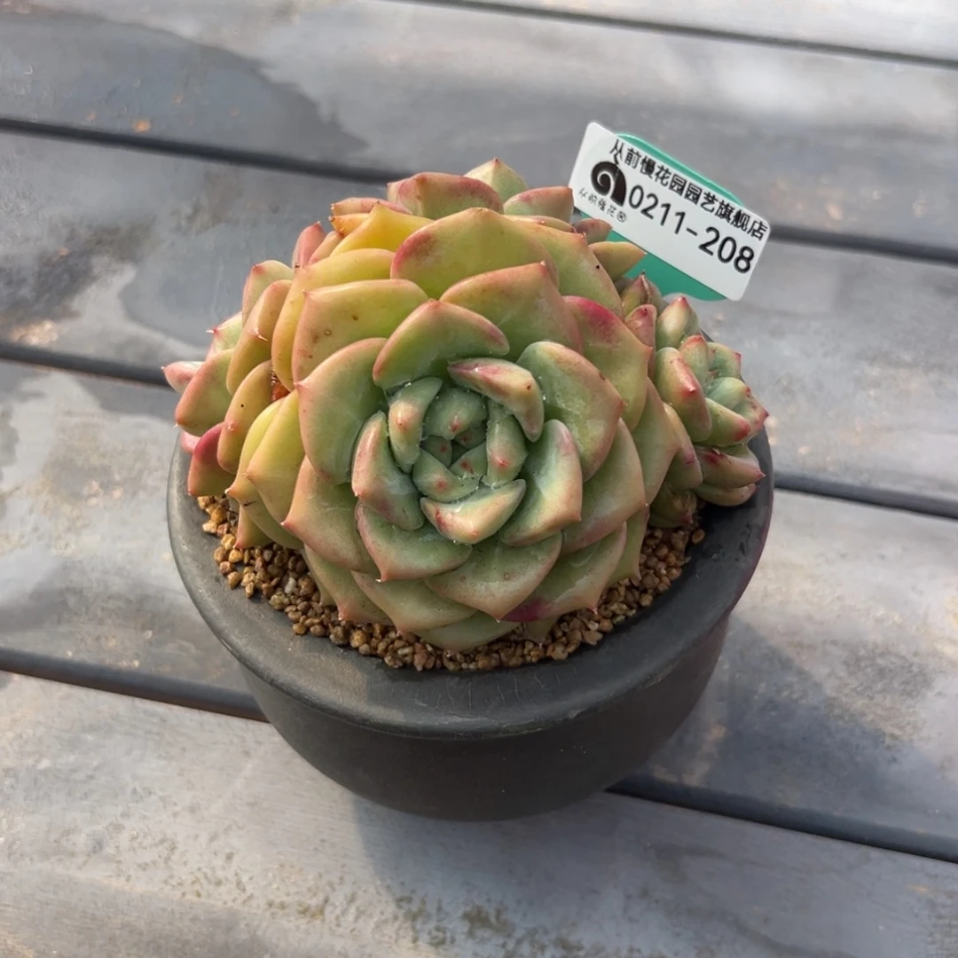 随*?多肉一物一拍0211-208带盆