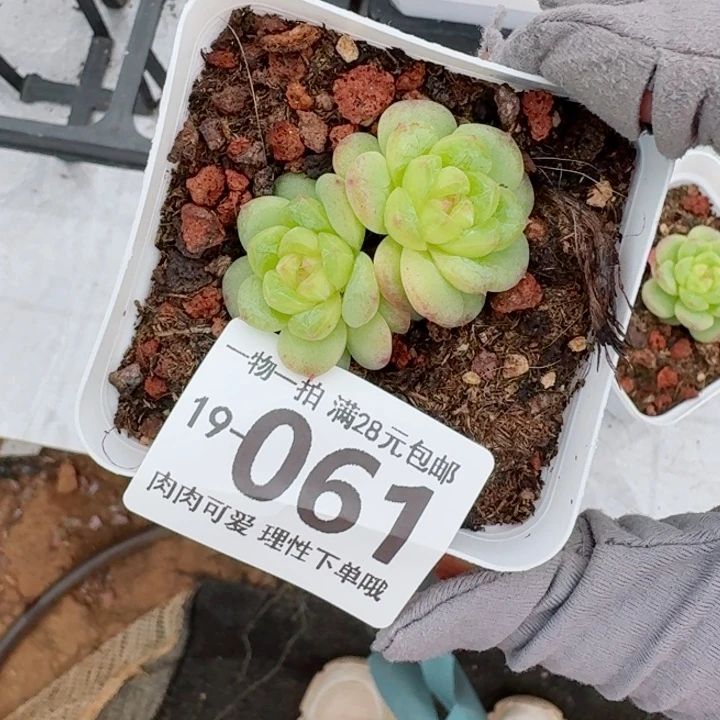 优选珍妮无盆土发货多肉多