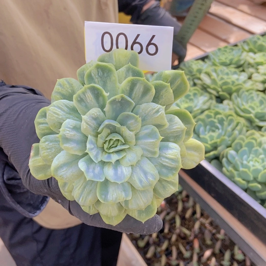 嗷***70066泡泡纱。