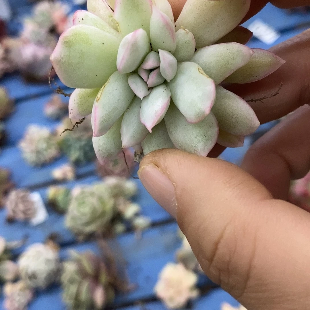 744雨燕座白锦多肉植物哇啦塞