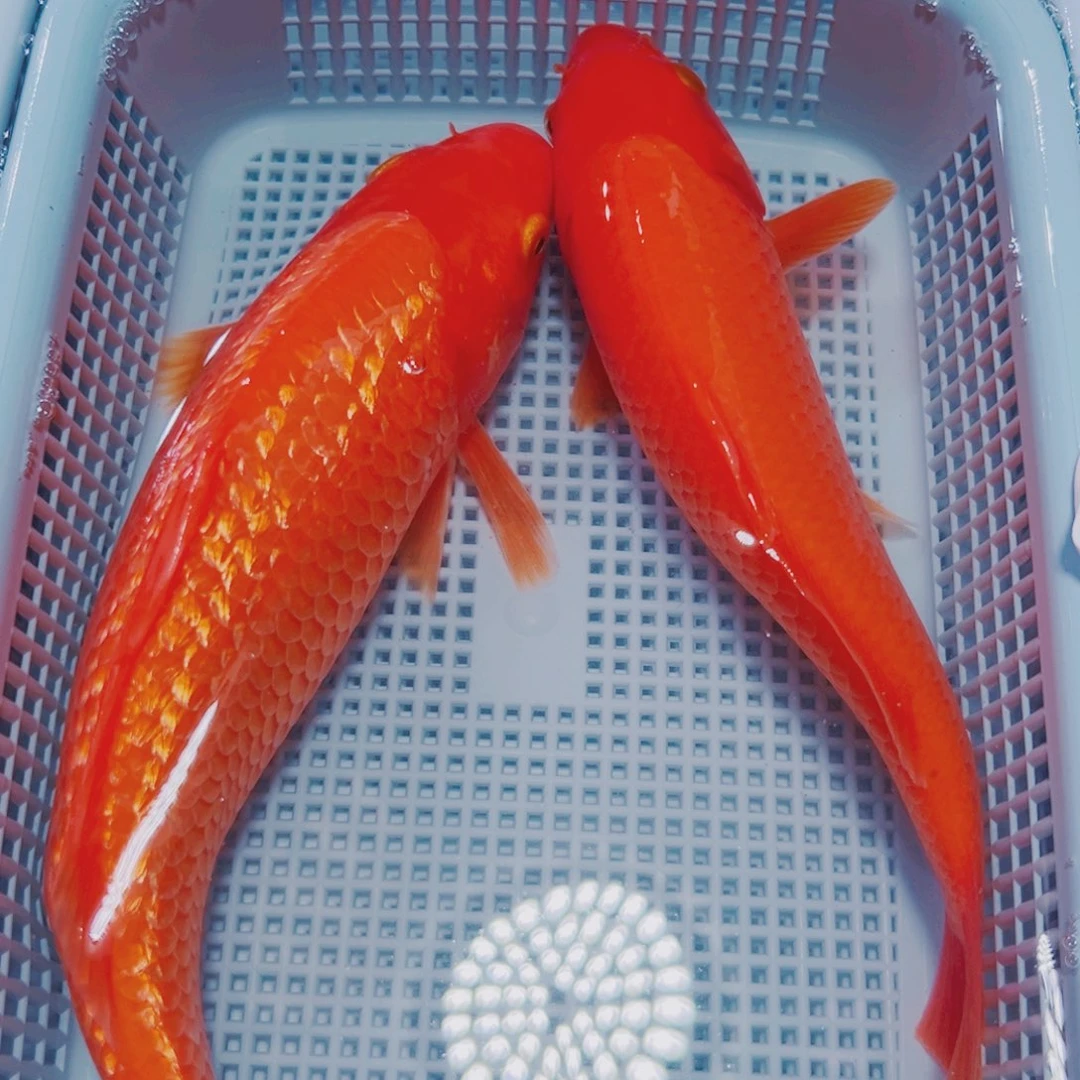 锦鲤锦鲤冷水观赏1闪1介子