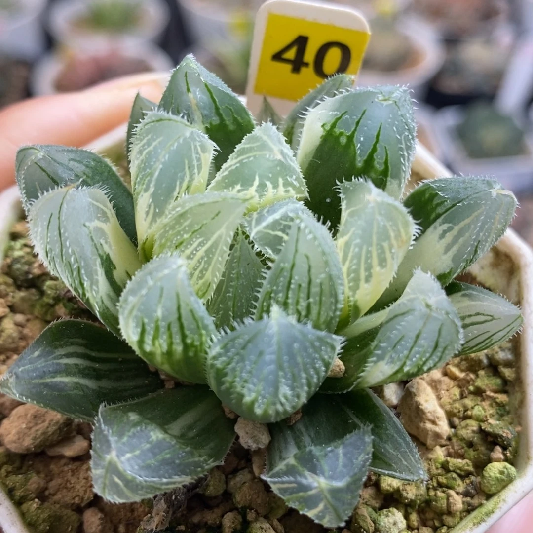 40毛玉露锦一物一拍