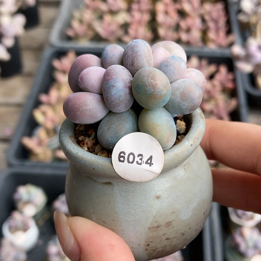 菜*6034蛋黄奶酪带盆土