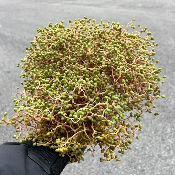鱼花椒/高树花椒/刺秋等贵州特产3把起