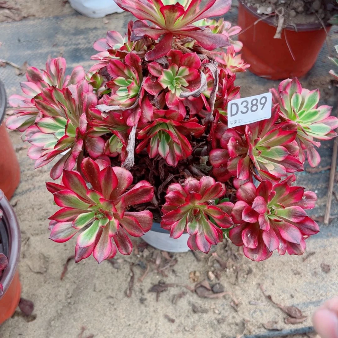 389美姬多肉植物法师