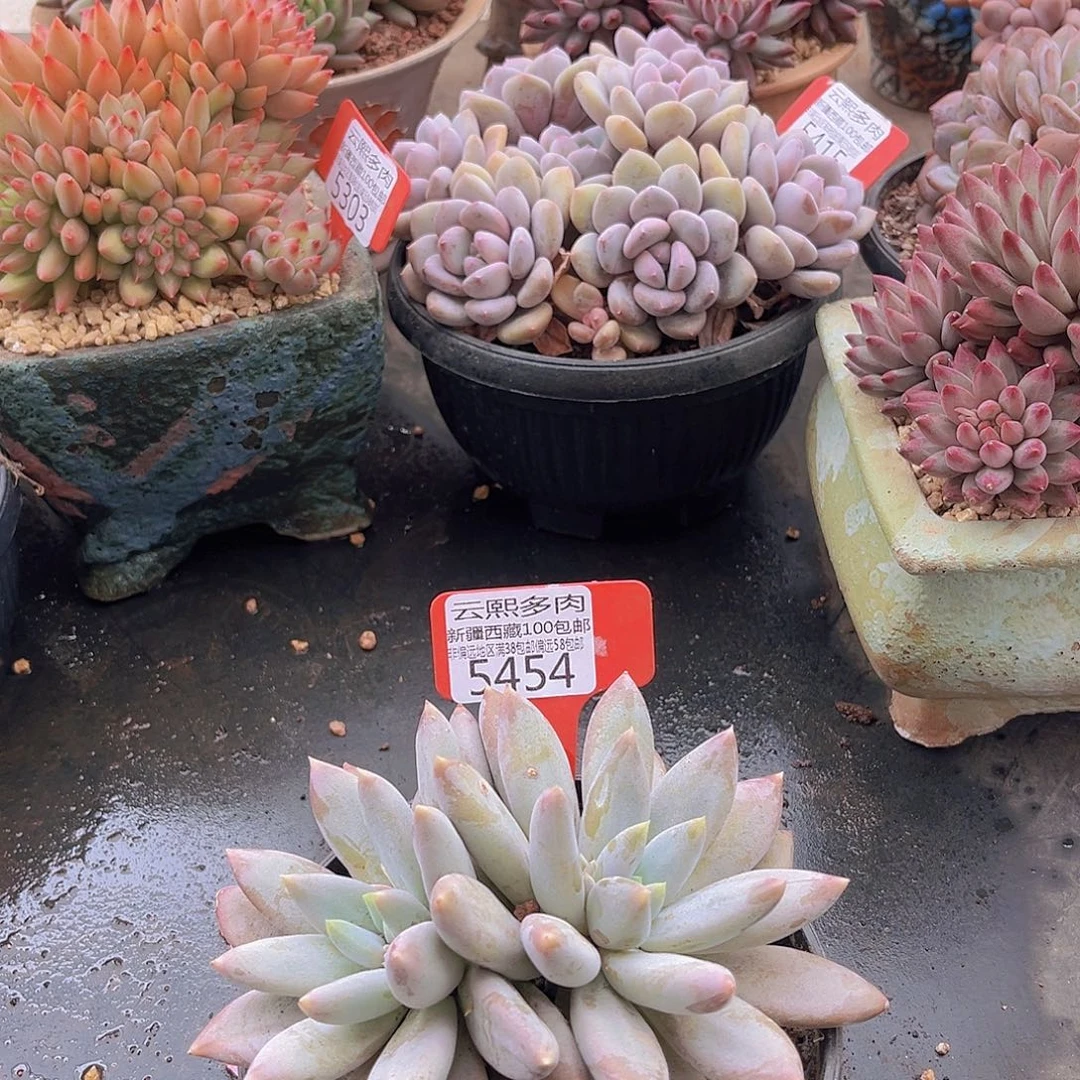 5454哥特萝莉多肉植物