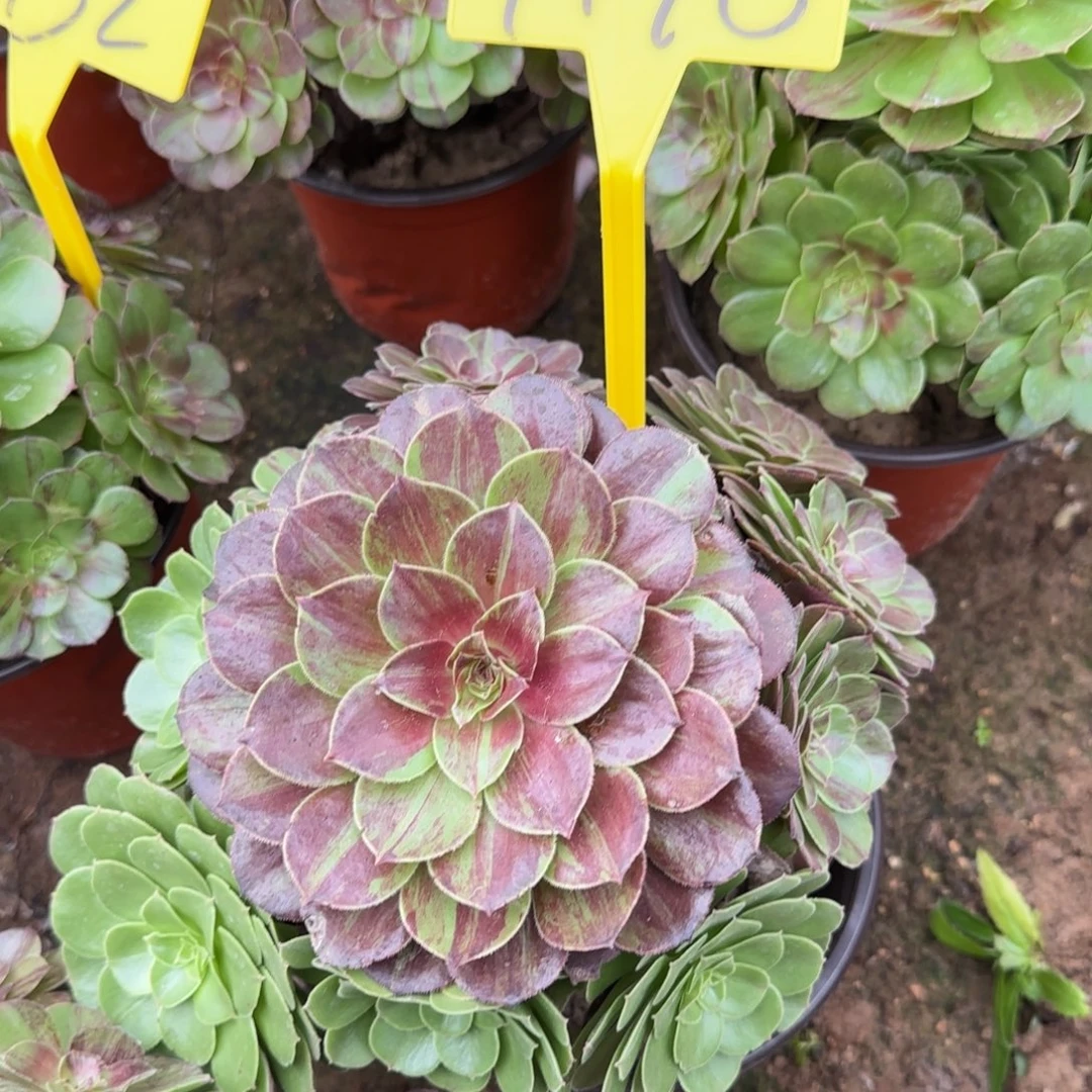 4198花月夜多头多头