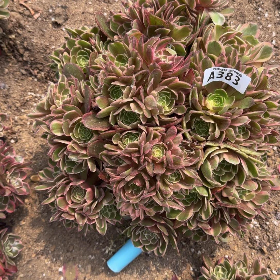383粉花妖多肉植物