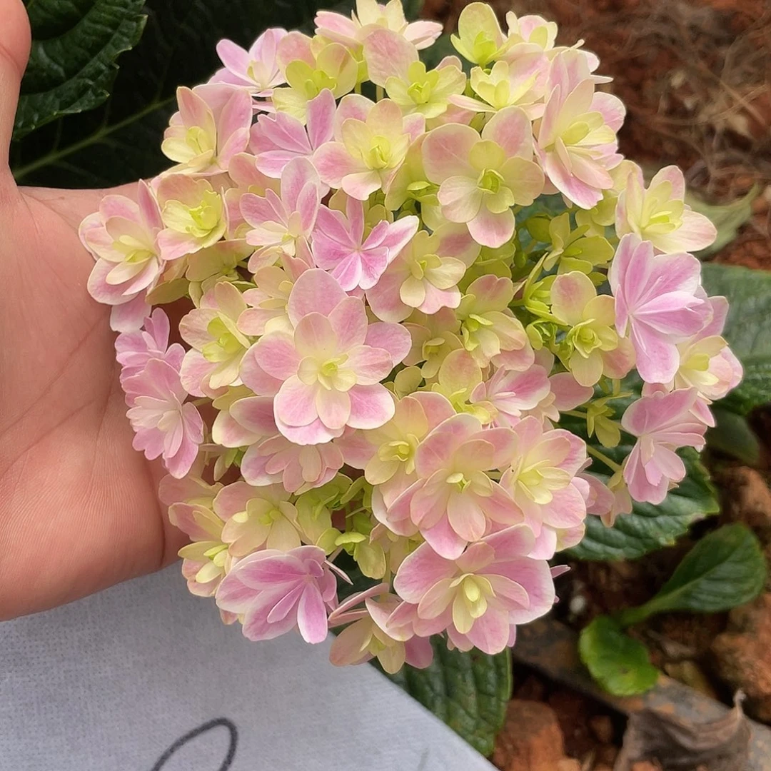 绣球切花一物一拍3枝起包邮，36