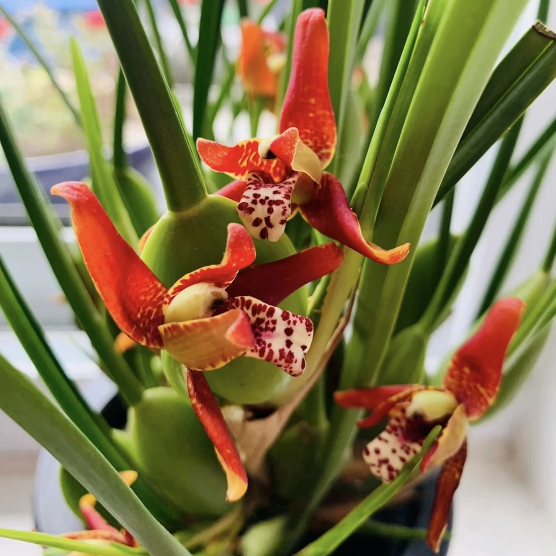 咖啡兰盆栽花卉开花香带花苞发货室内阳台新手易养护