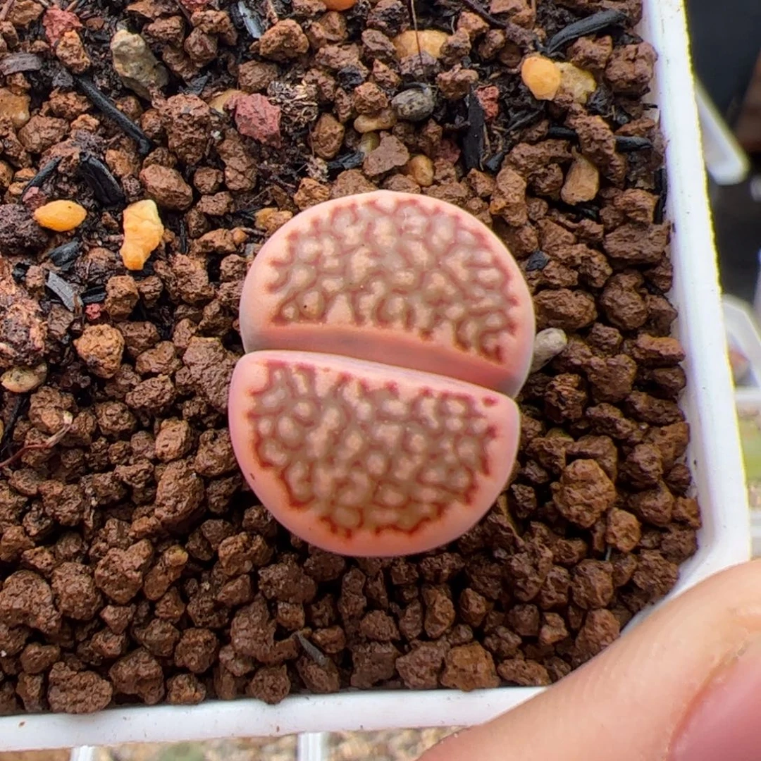 0201号寿丽 多肉植物