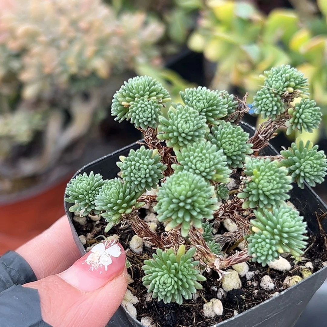 多肉植物球松群生