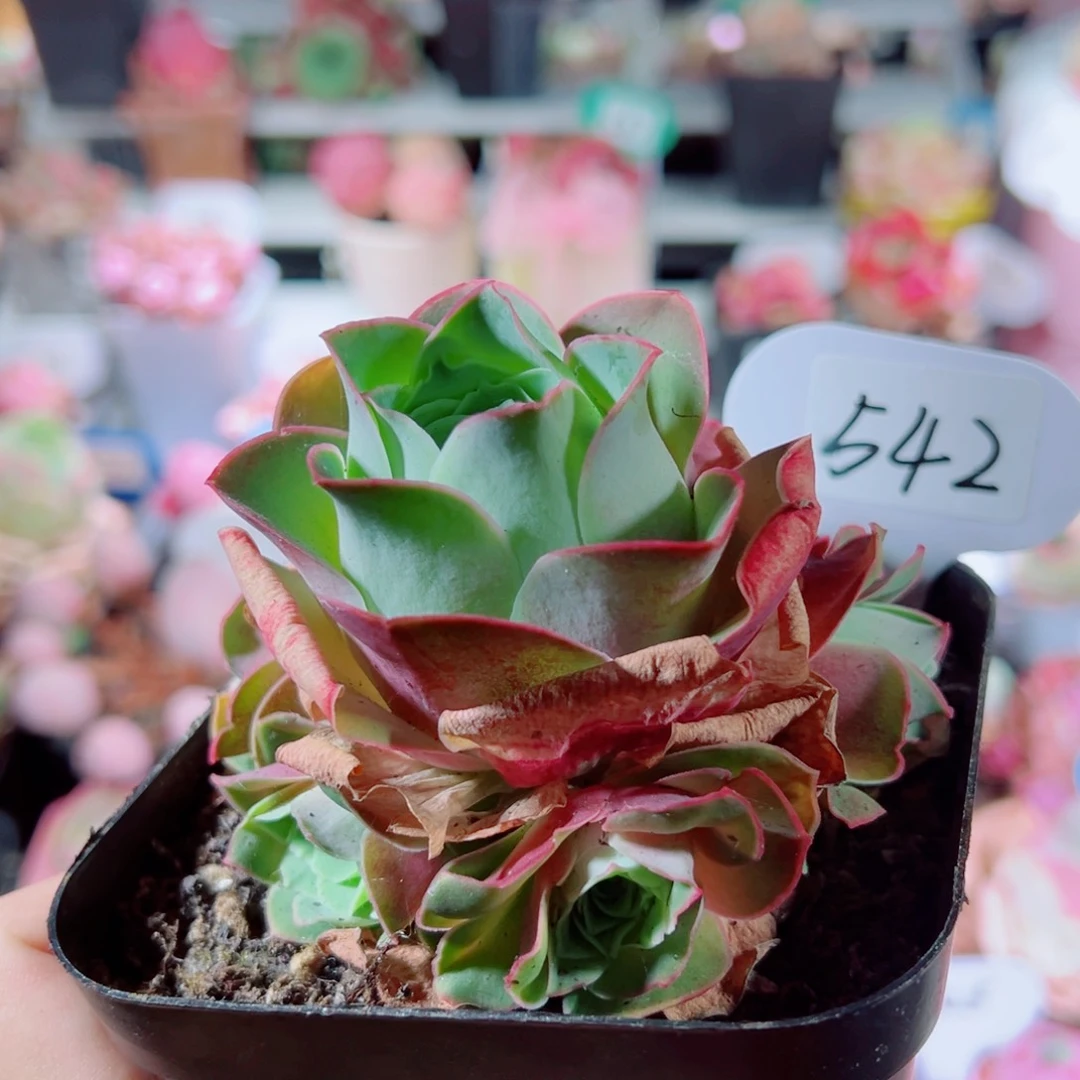 542血杂完美手捧花福利。