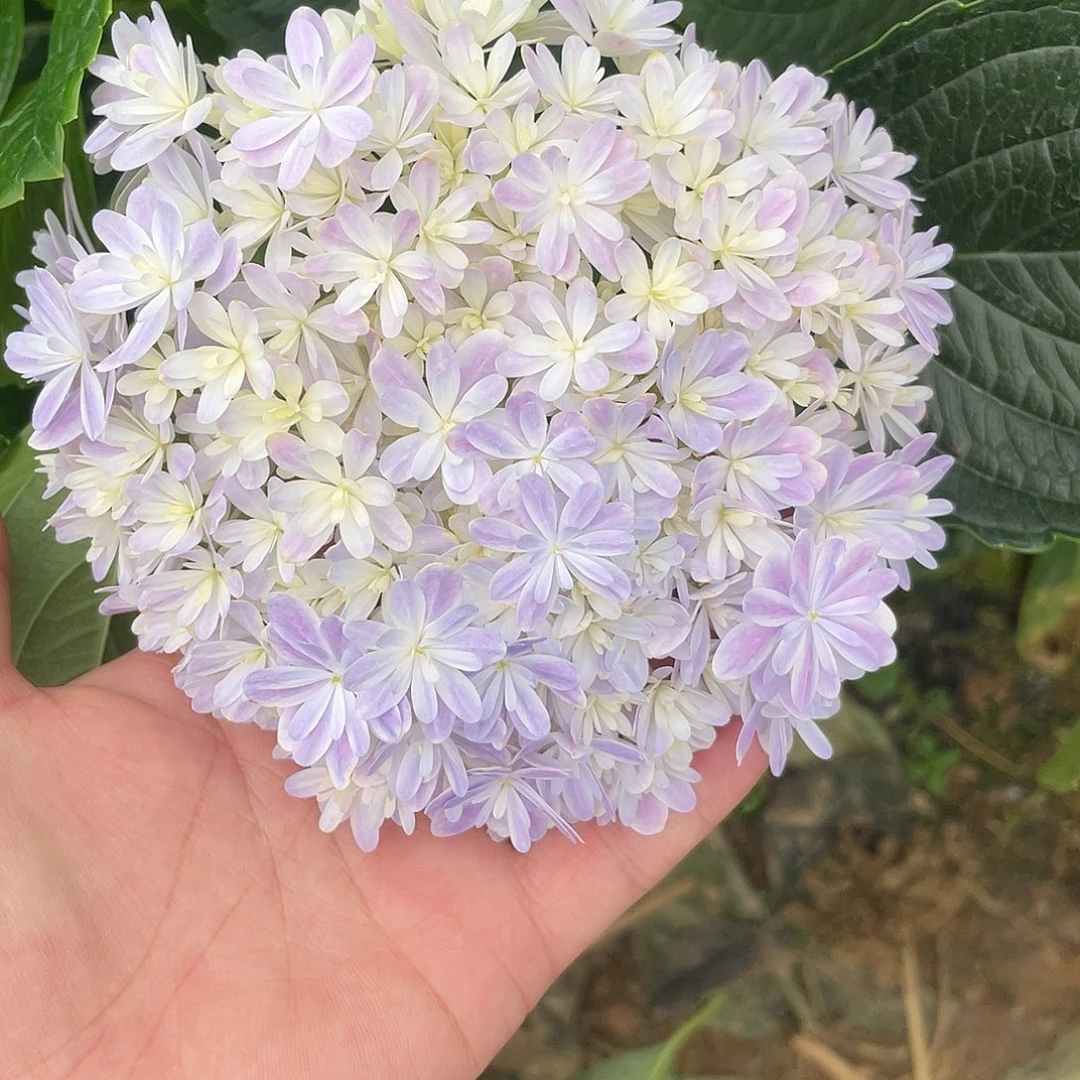 绣球切花一物一拍3枝起包邮，61
