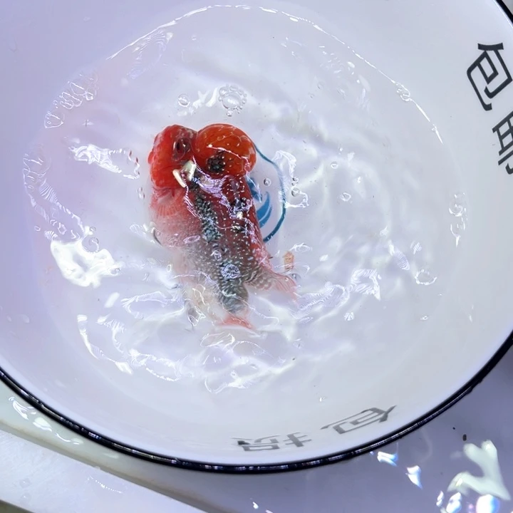 罗汉鱼05/////////