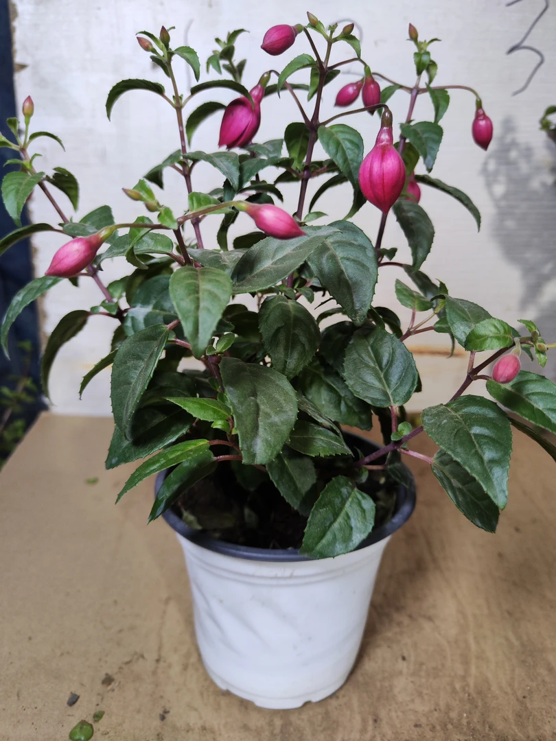 倒挂金钟灯笼花大苗颜色随机带花苞绿植