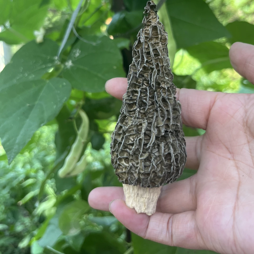 青珍百味家｜青川深山羊肚菌 2025新货 剪柄肉厚 干货50g/100g包邮