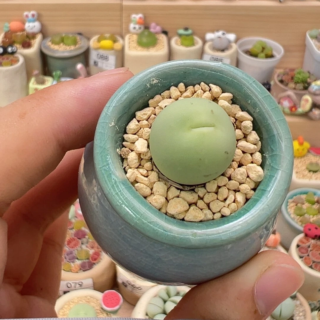 多肉植物106号鸽子蛋