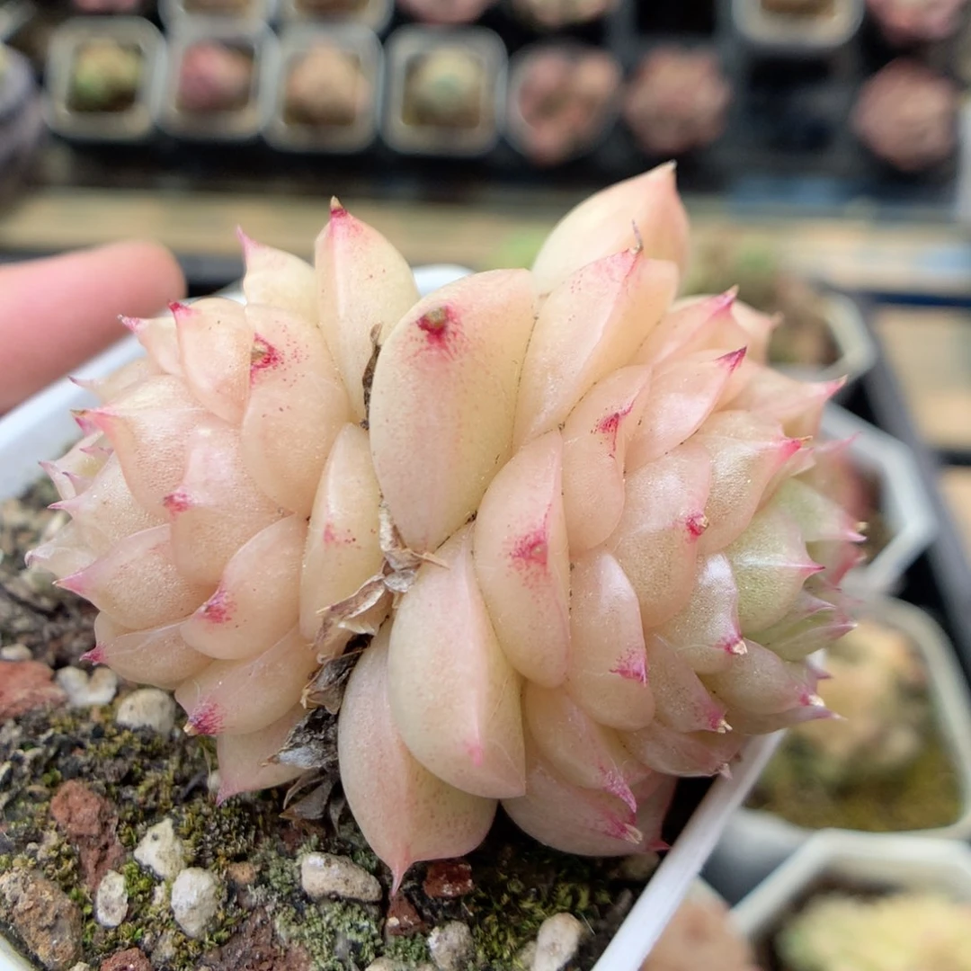 W3 ，20包邮两天凑单偏远不发货