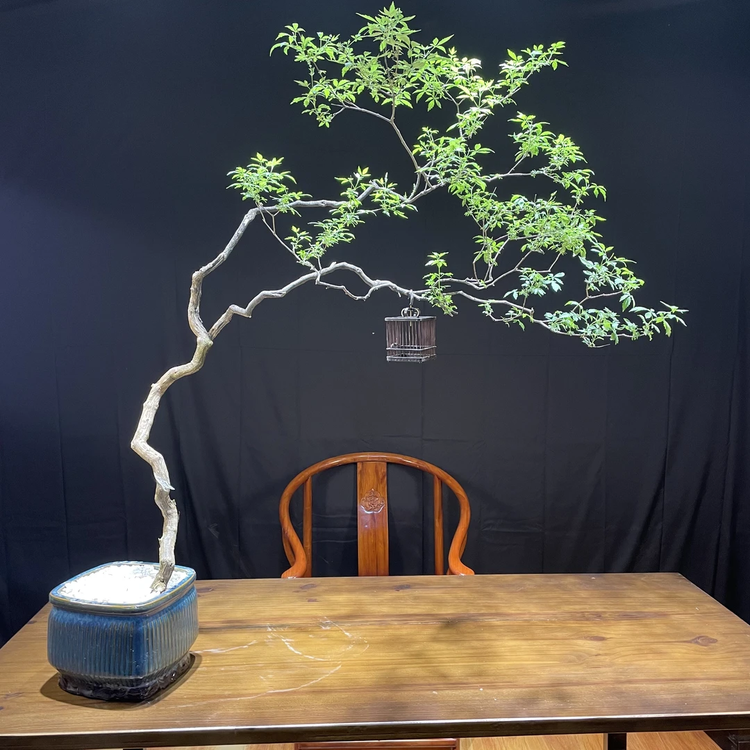 黄荆盆景茶台飘枝易养活【直播间一物一拍】