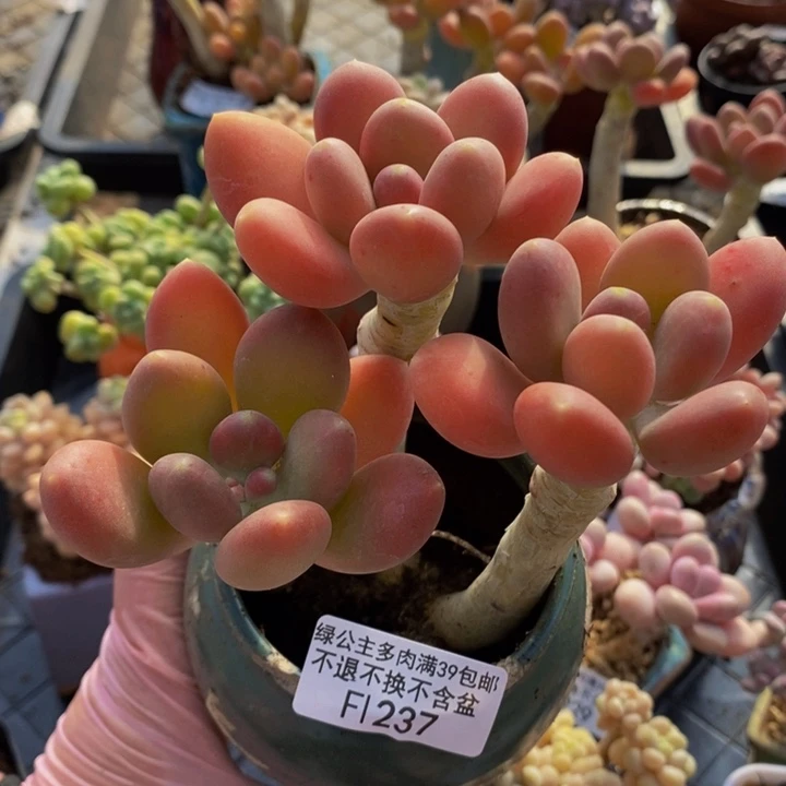 金蝉老桩12cm237多肉植物