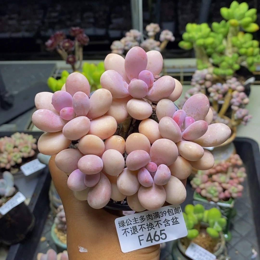 465糖果桃蛋多肉9c m
