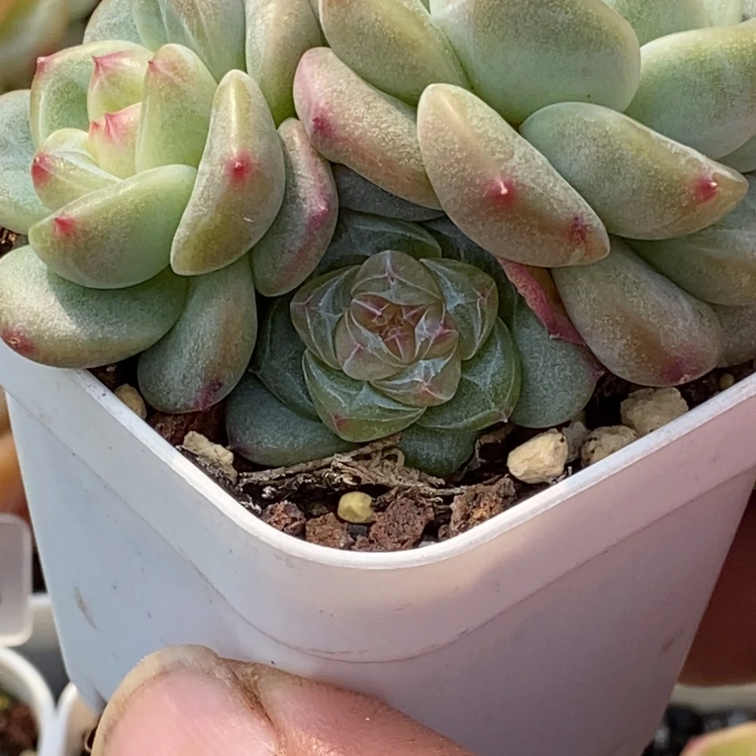 天官赐福百无禁忌