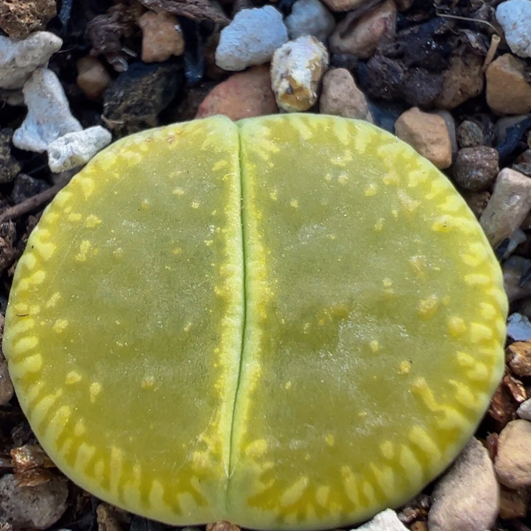 199多肉植物百科绿光阳