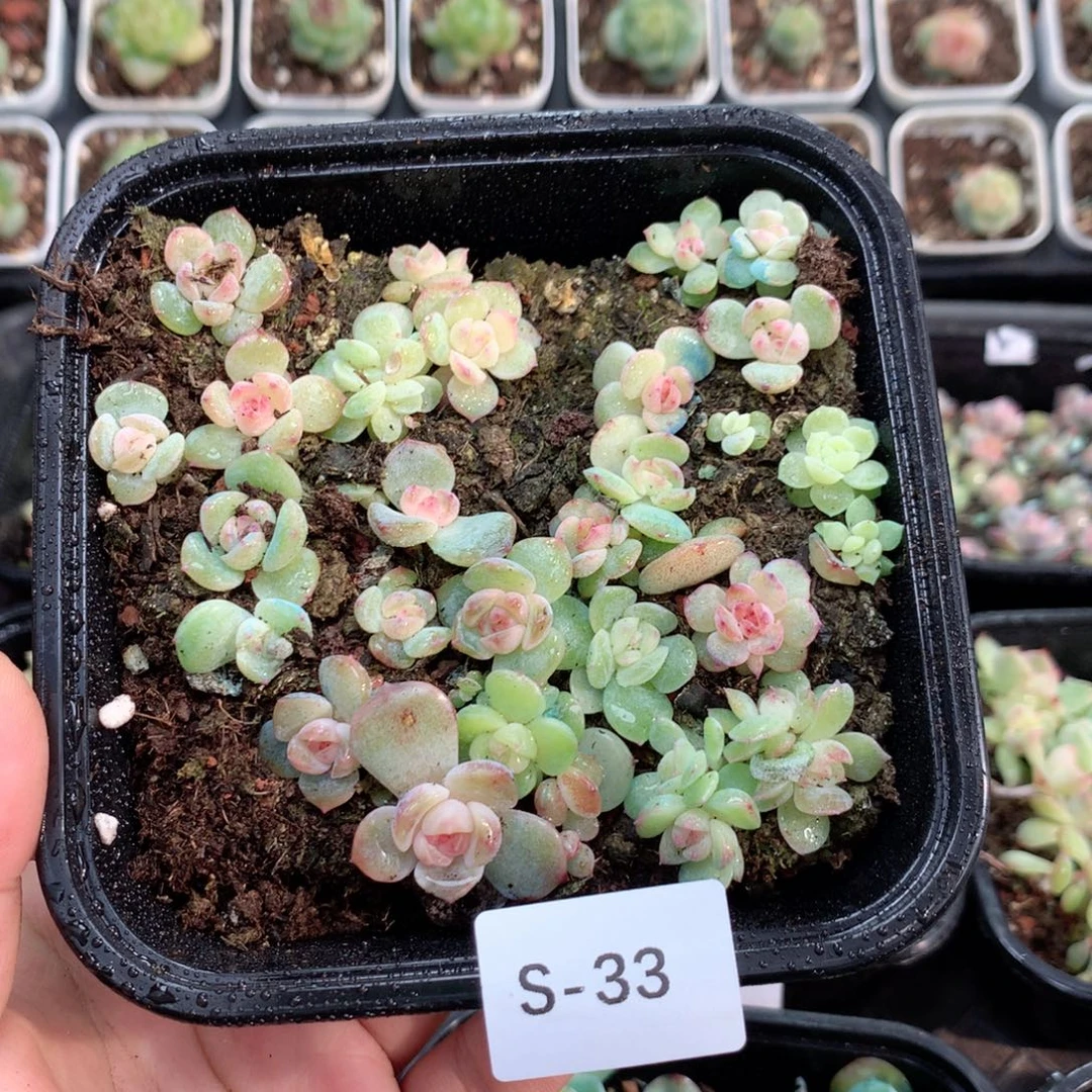 无花朵S33英语英语